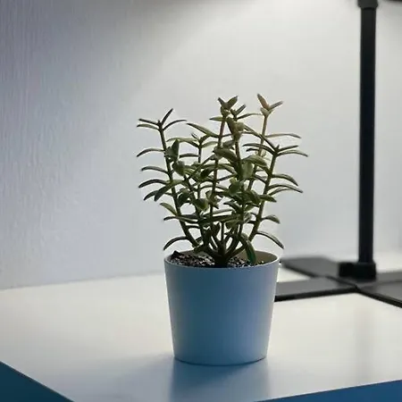 Blue Oasis Central Loft-3