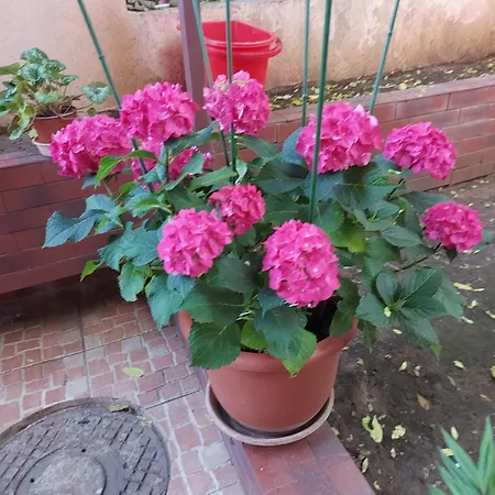 Apartament Flori-2