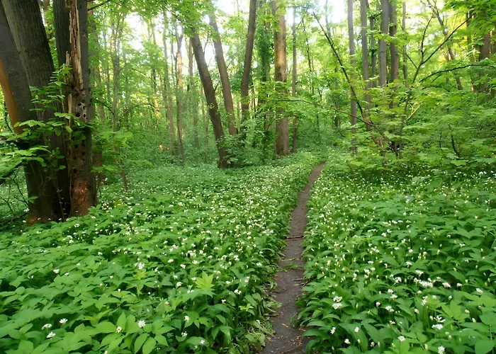 Forest-View Apart Bucureşti